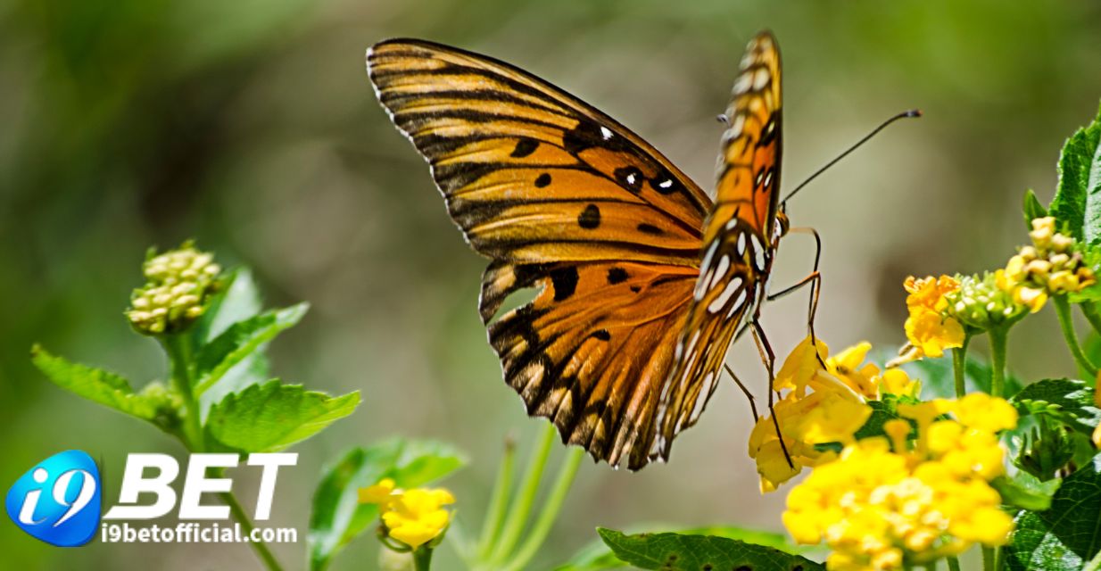 Giải mã chi tiết về thông điệp giấc mơ thấy bướm